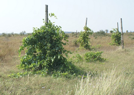 Définition du palissage