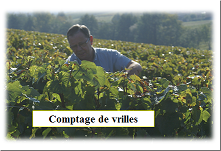 Etude palissage sur les fils de palissage