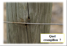 Etude palissage sur les crampillons